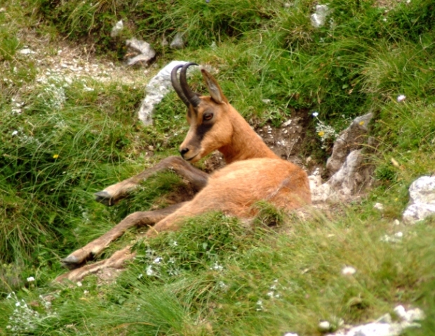 Camoscio d''Abruzzo Rupicapra pyrenaica ornata